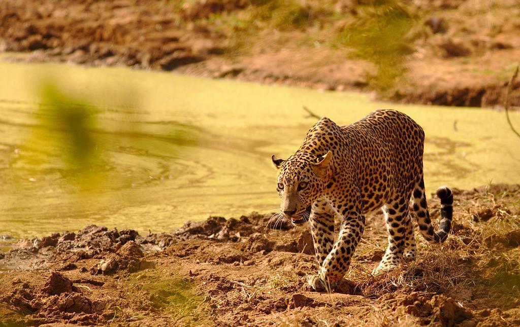 Naturehawks Safari Villa Тиссамахарама Экстерьер фото