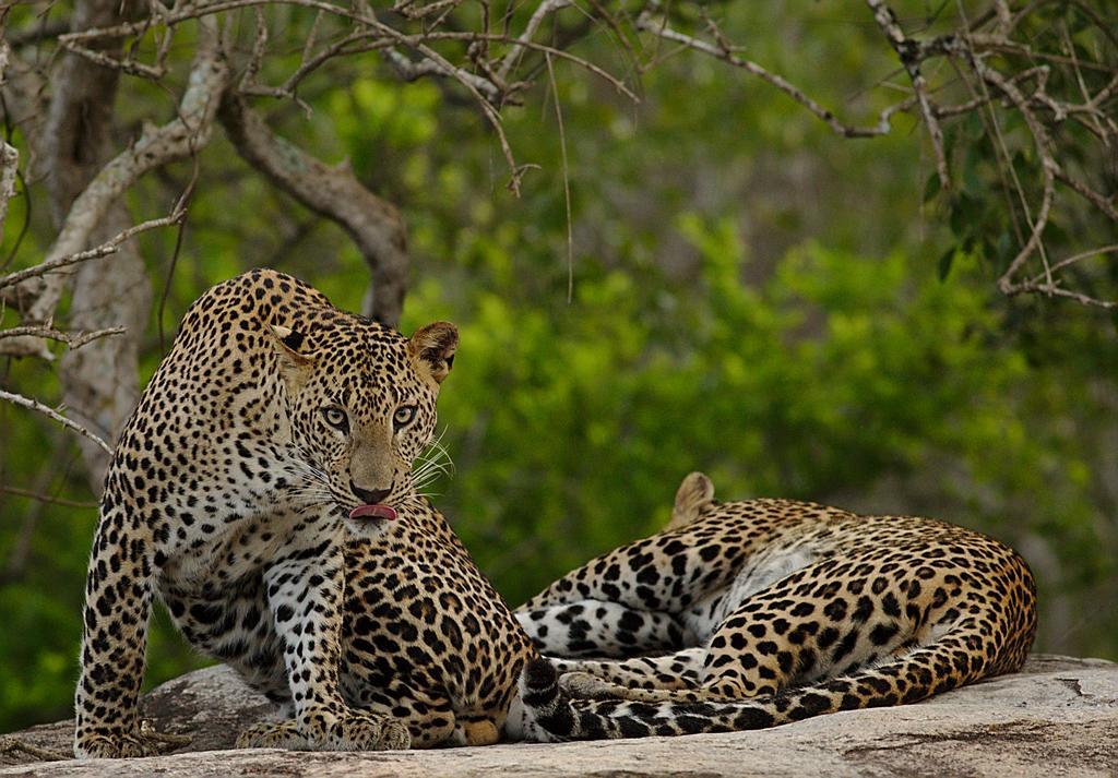 Naturehawks Safari Villa Тиссамахарама Экстерьер фото
